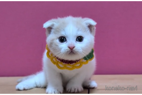 成約済の東京都のスコティッシュフォールド(折れ耳)-106559の5枚目